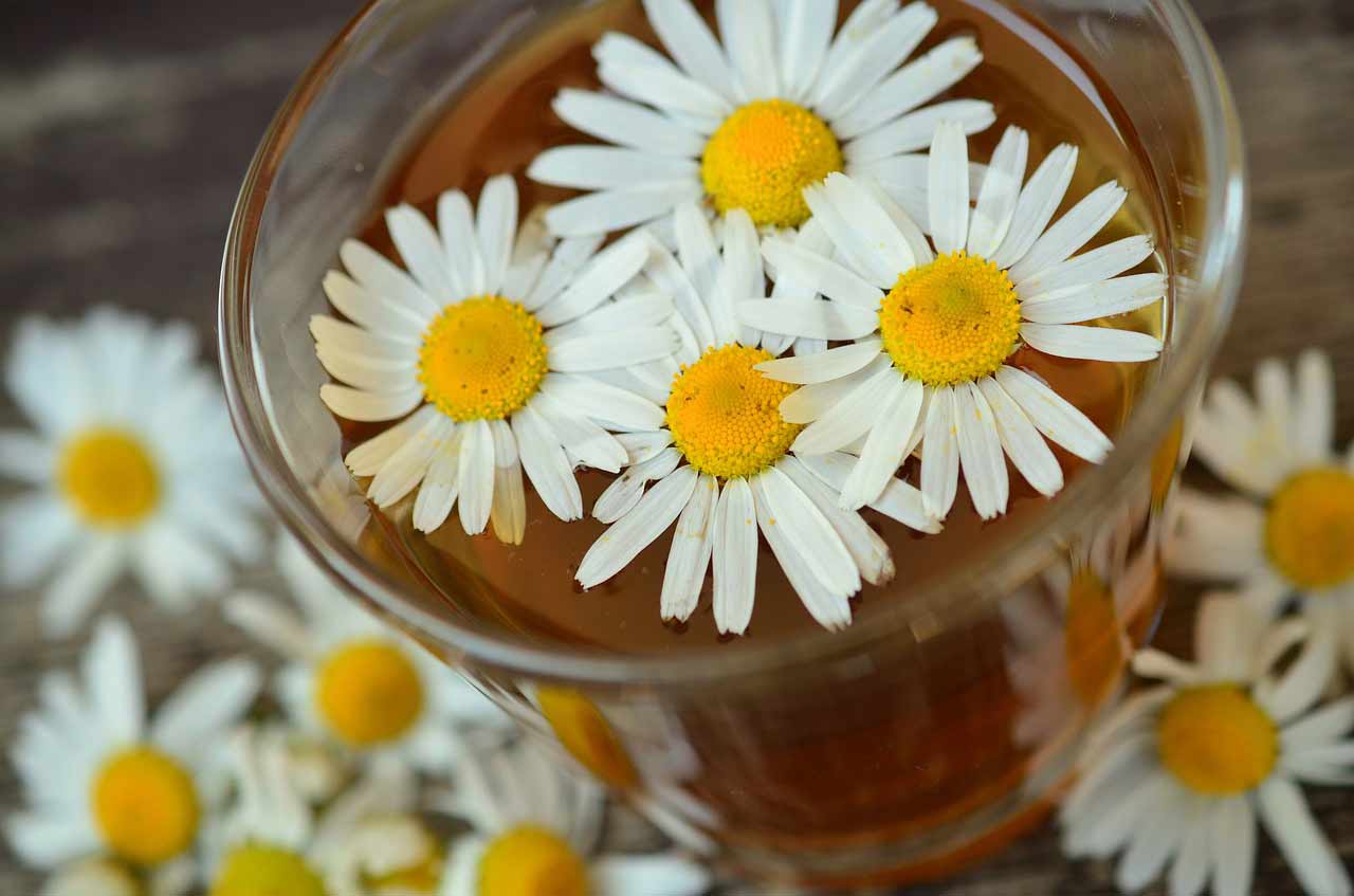 12 Benefits of Chamomile Tea in Weight Loss & More
