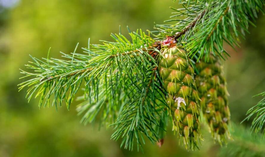 10 Benefits of Drinking Pine Needle Tea Regularly