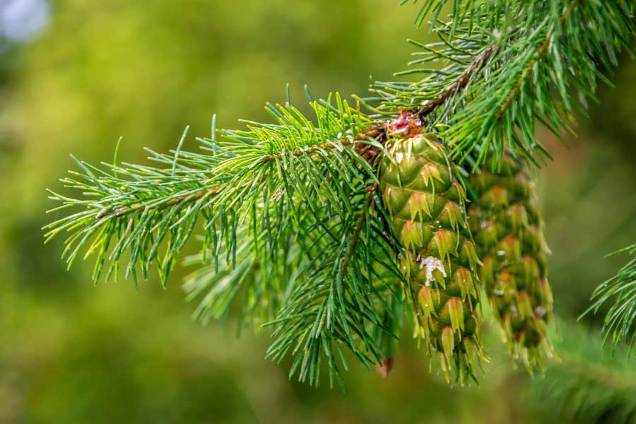 benefits of drinking pine needle tea_disadvantages of drinking tea after meals