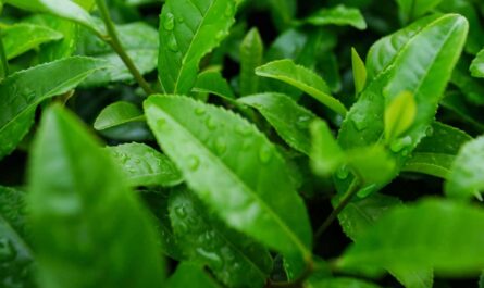 Why Japanese Green Tea is Good for health_health benefits of Assam tea