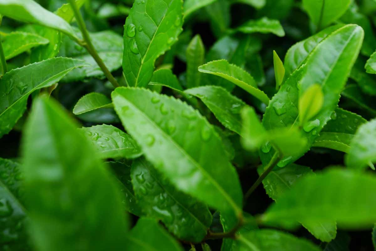 Why Japanese Green Tea is Good for health_health benefits of Assam tea_Organic Tea Farming