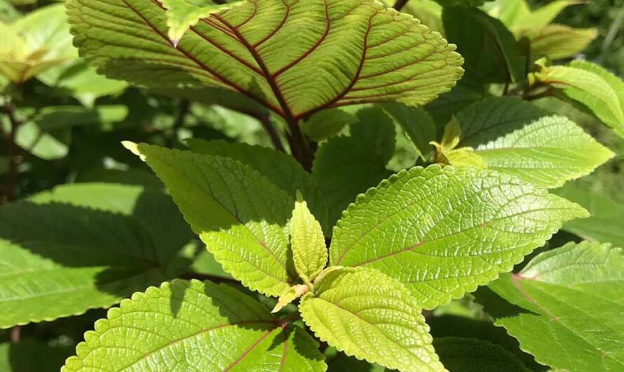 Composting Tea Leaves: Turning Waste into Fertilizer