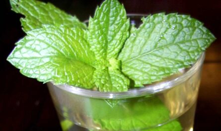 Mint Tea Health Benefits_