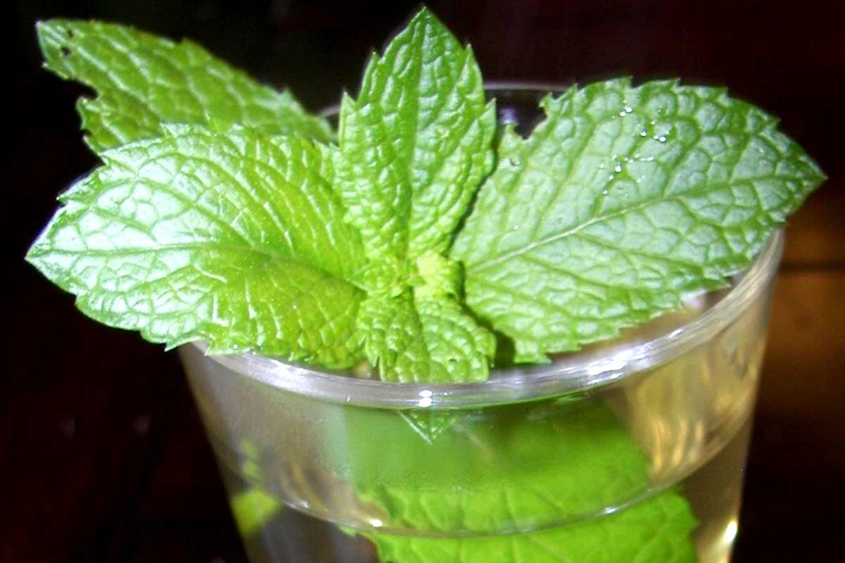 Mint Tea Health Benefits_Tea in Morocco